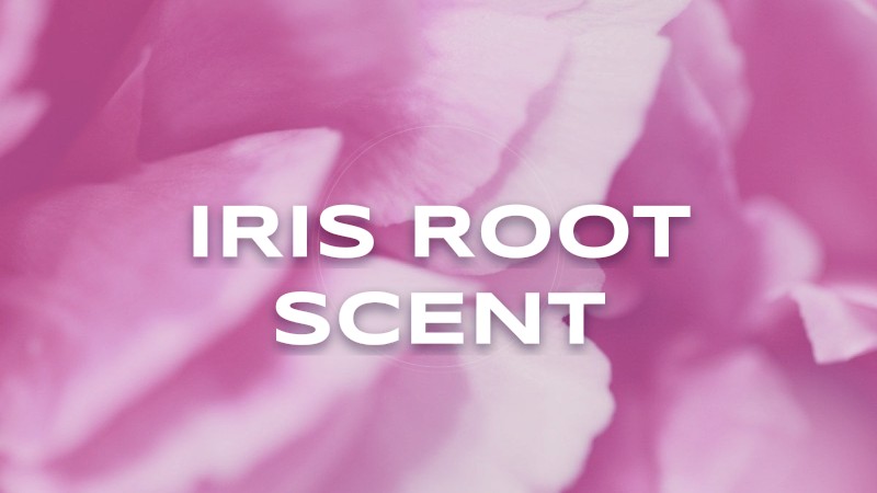 iris root scent